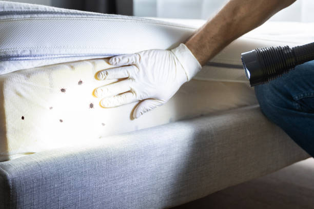 Best Pest Control Near Me in Erie, PA
